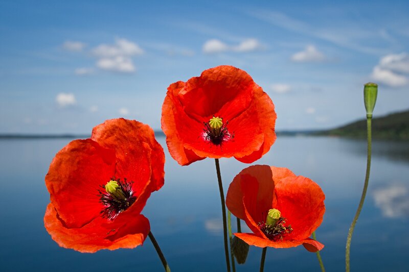 Red Poppies by Water — Serene, Afternoon