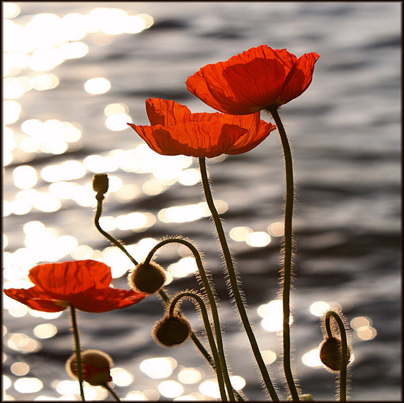 Red Poppies by Water — Serene, Sunset