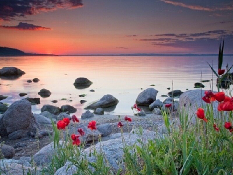 Red Poppies by Water