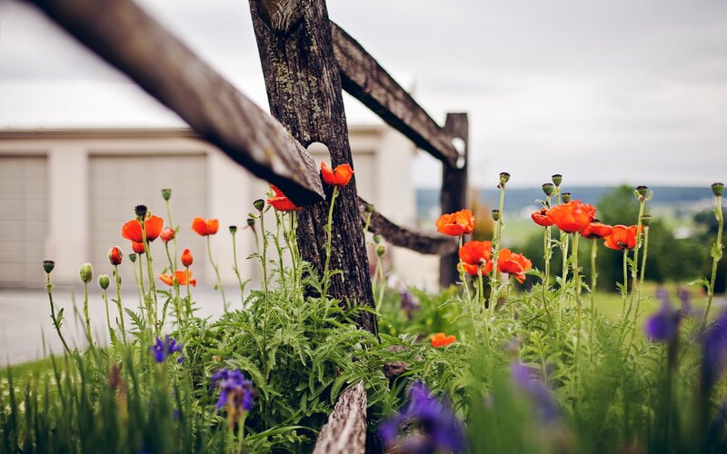 Red Poppies by Wooden Fence