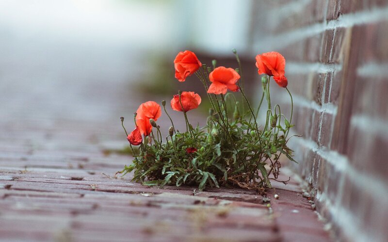 Red Poppies Growing — Serene, Photograph