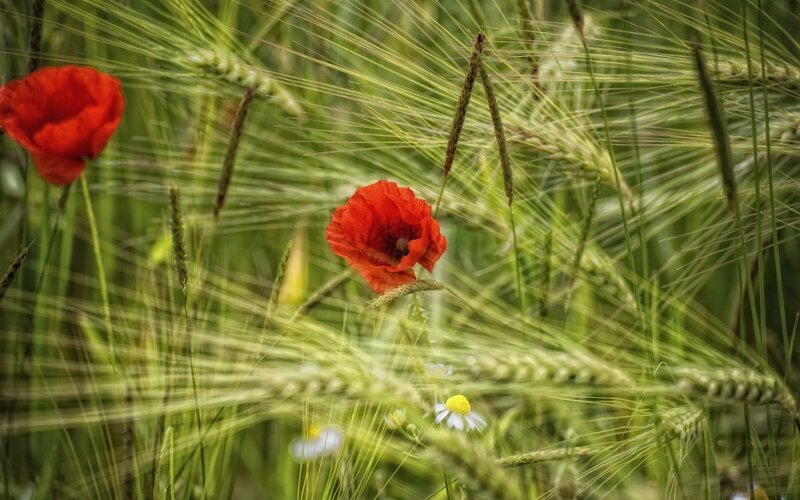 Red poppies in a barley field