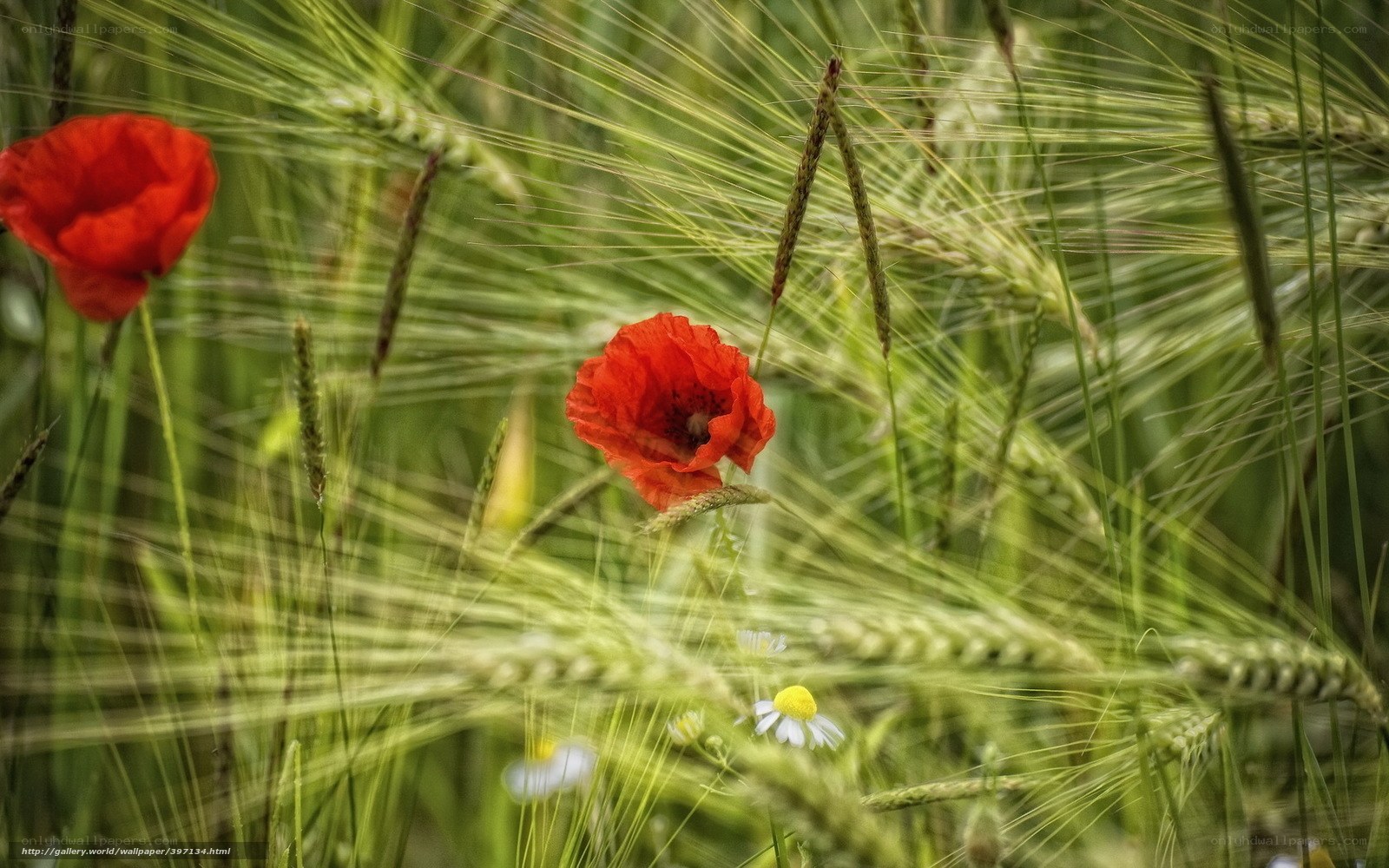 Red poppies in a barley field