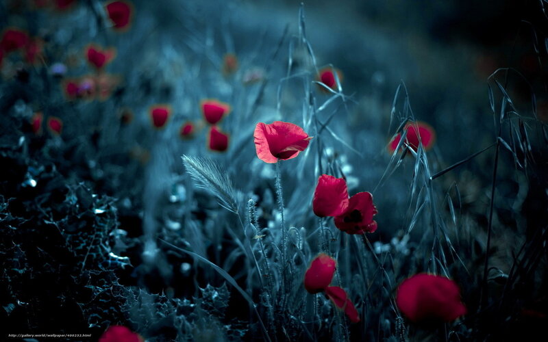 Red Poppies in a Blue Field