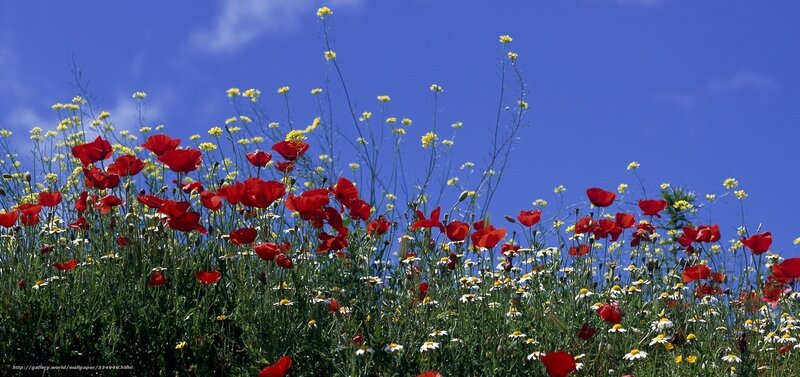 Red poppies in a blue sky