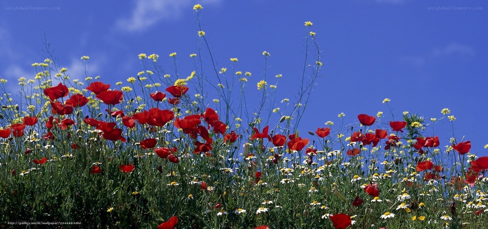 Red poppies in a blue sky