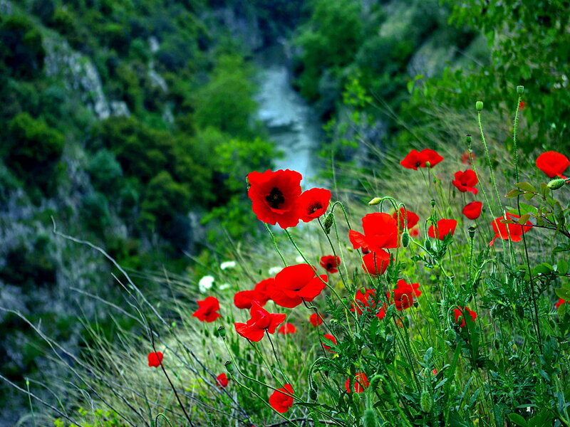 Red Poppies in a Canyon