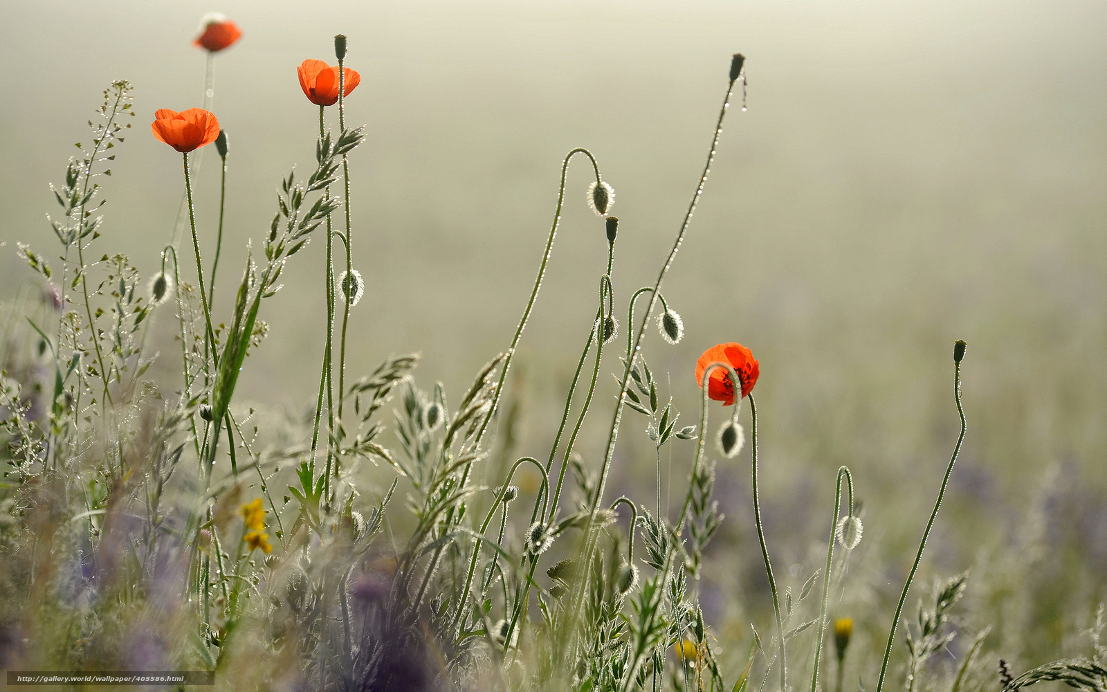 Red poppies in a dewy field