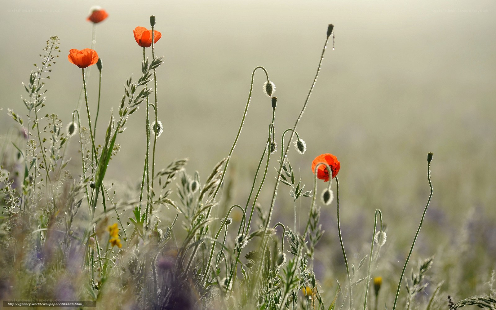 Red poppies in a dewy field
