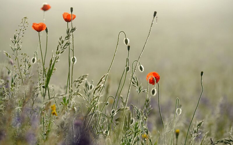 Red poppies in a dewy meadow
