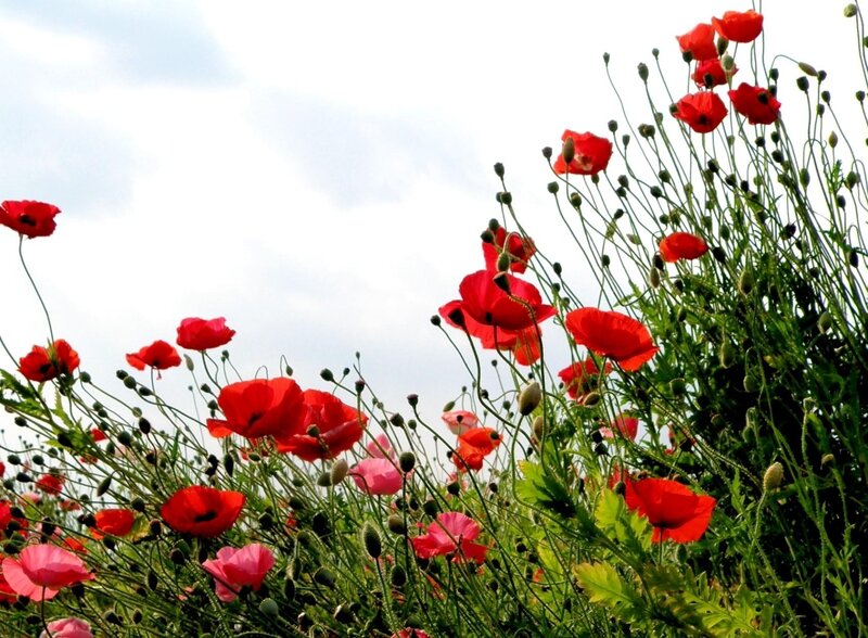 Red poppies in a field