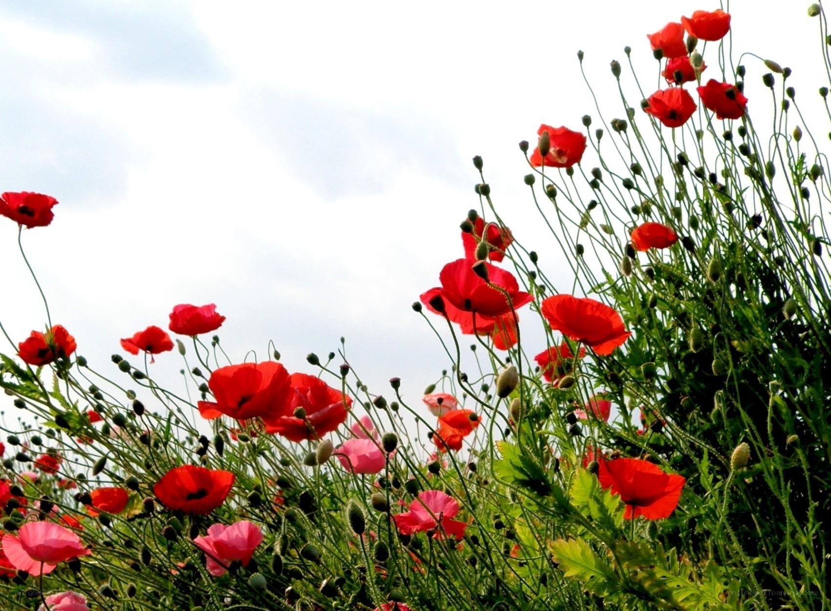 Red poppies in a field