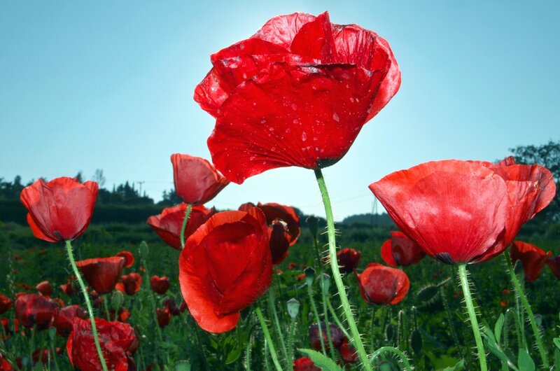 Red poppies in a field