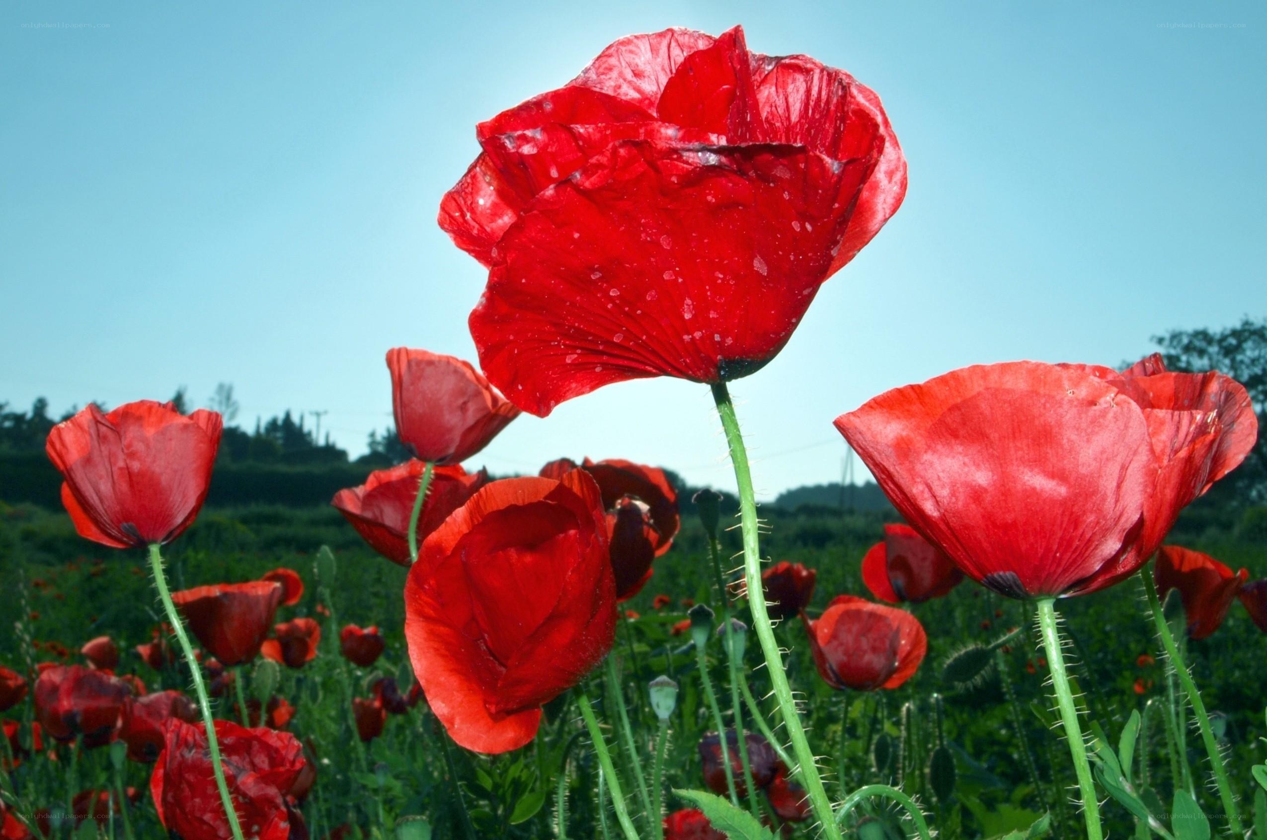 Red poppies in a field