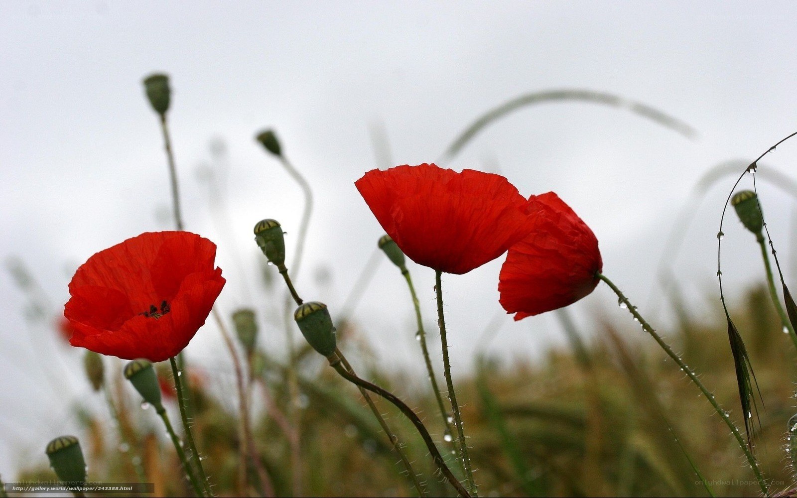 Red poppies in a field