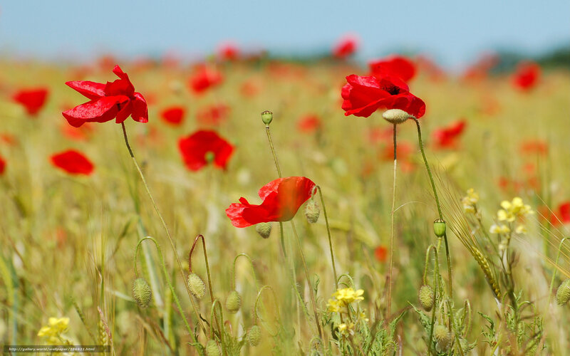 Red poppies in a field