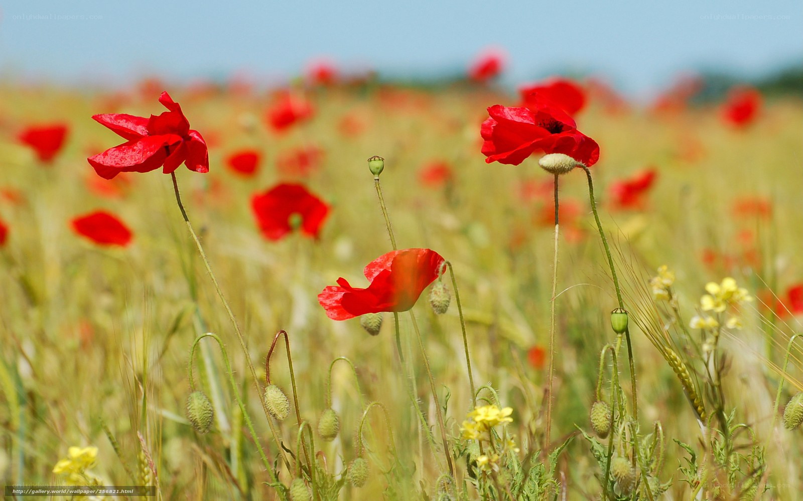 Red poppies in a field