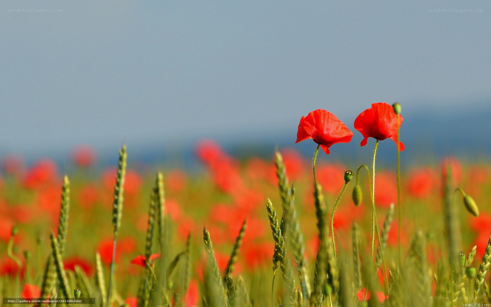 Red poppies in a field