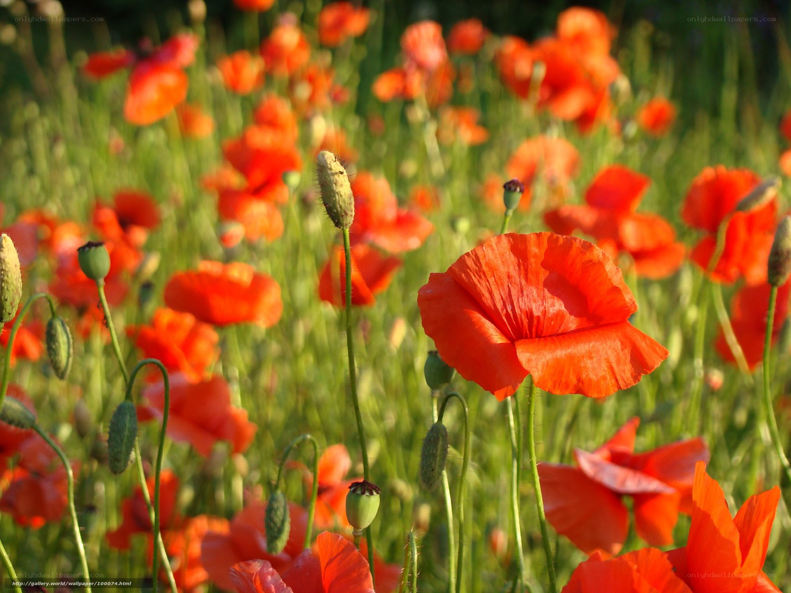 Red poppies in a field