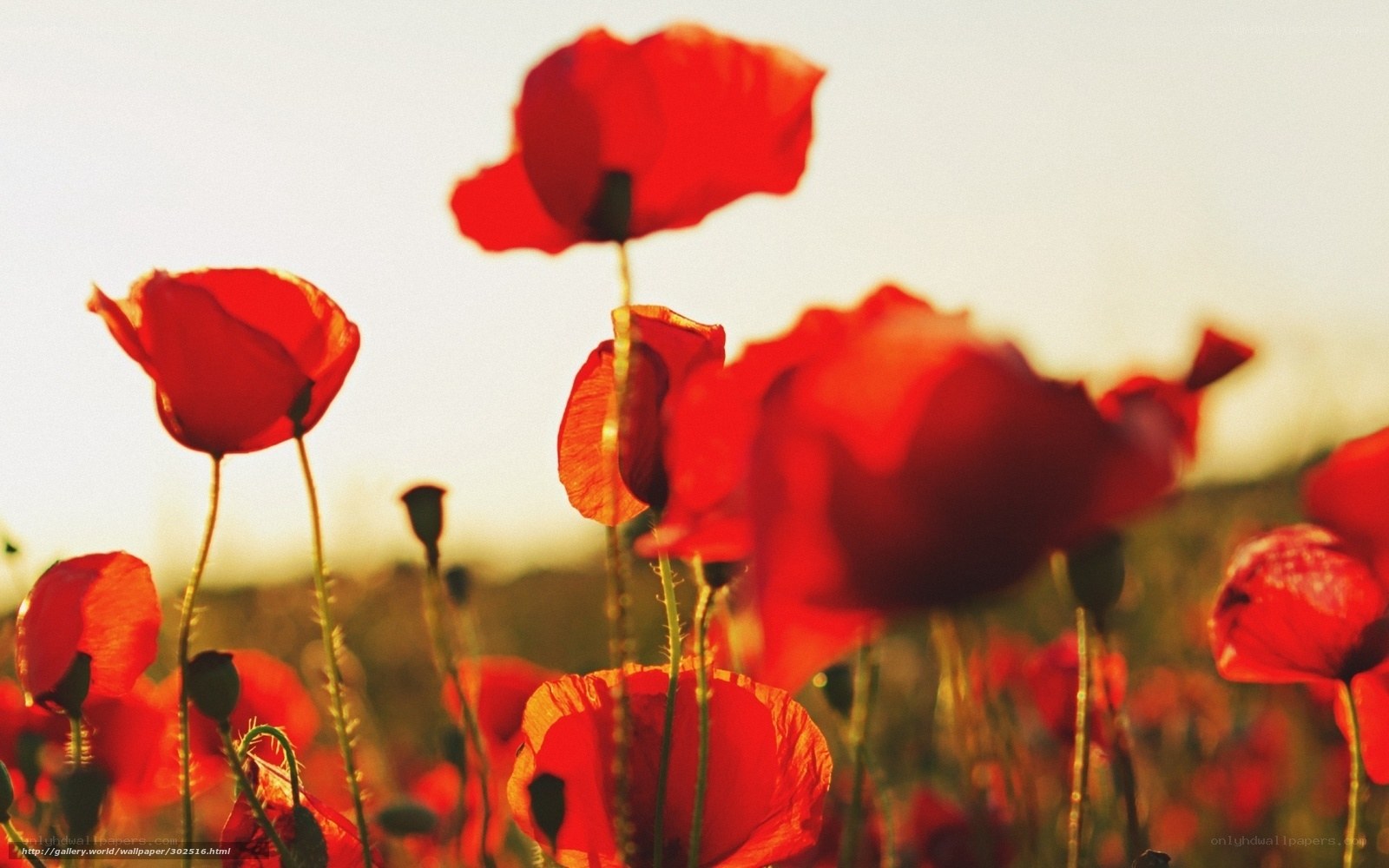 Red poppies in a field