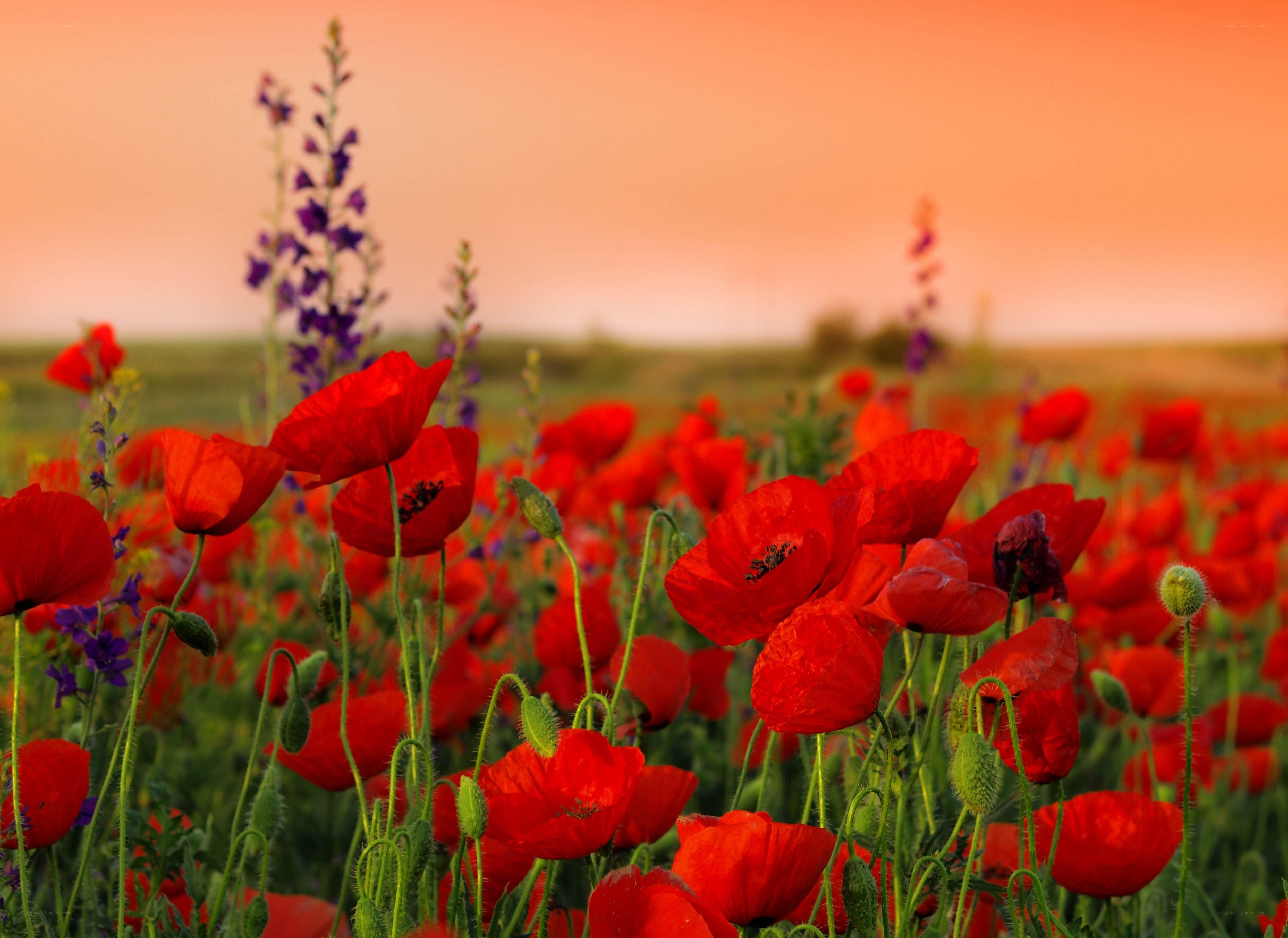 Red poppies in a field