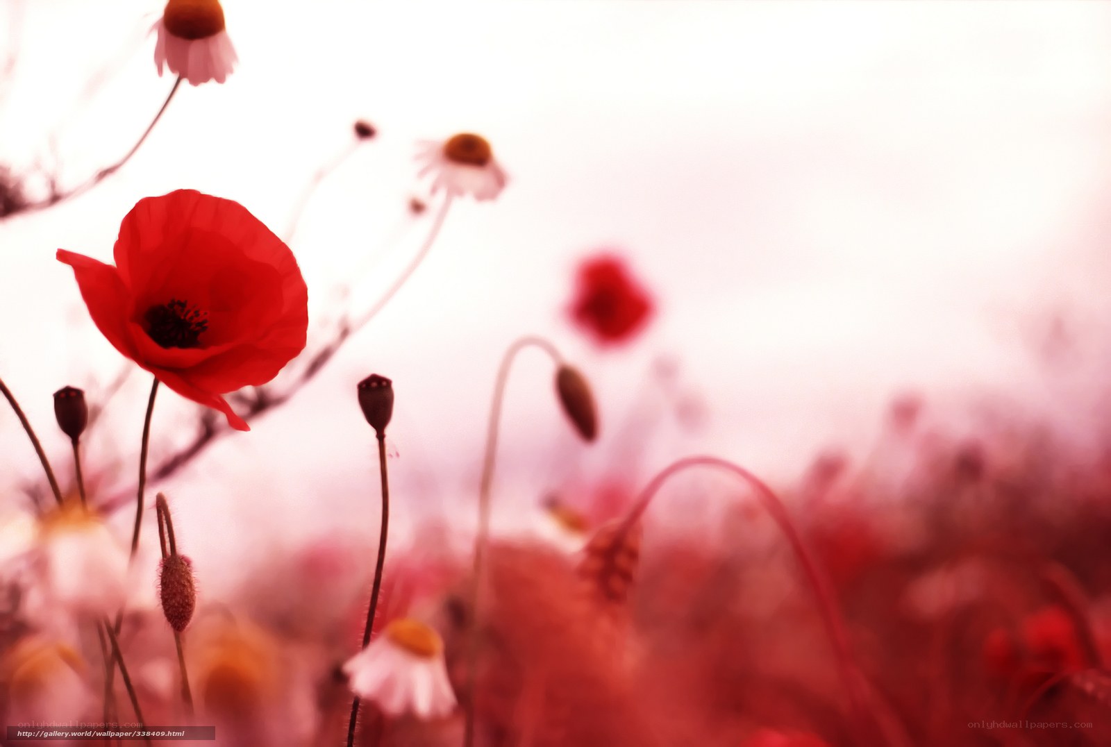 Red poppies in a field