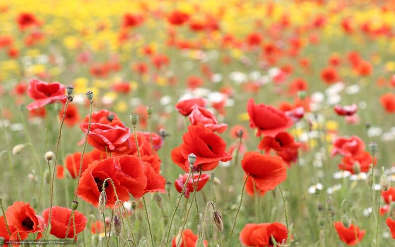 Red poppies in a field