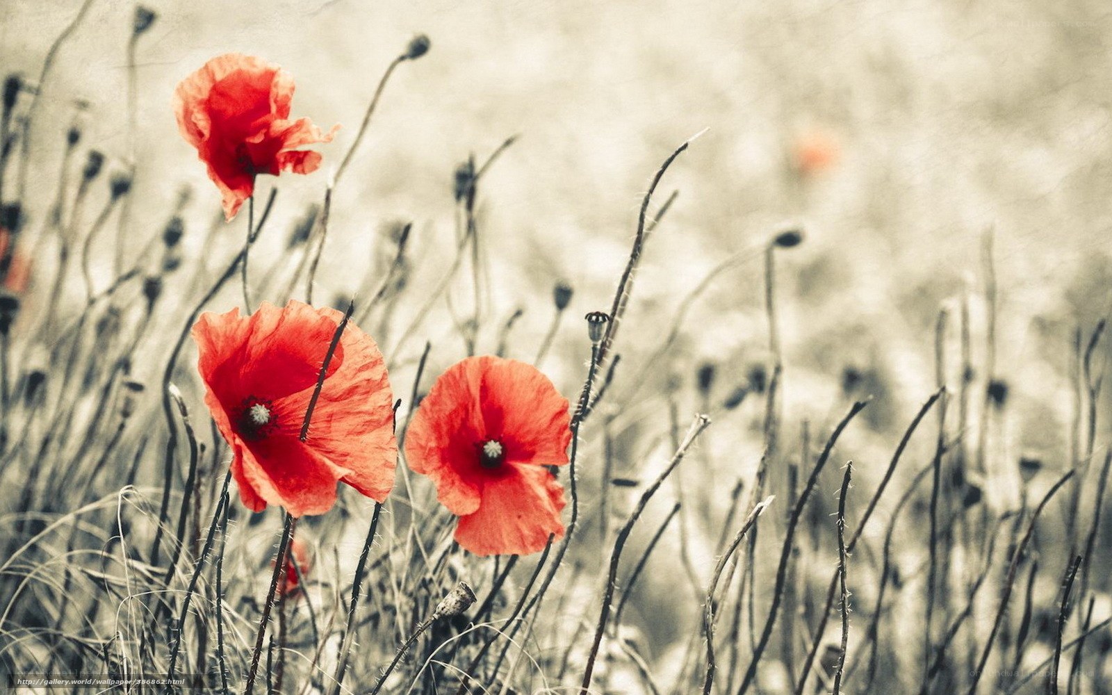 Red poppies in a field