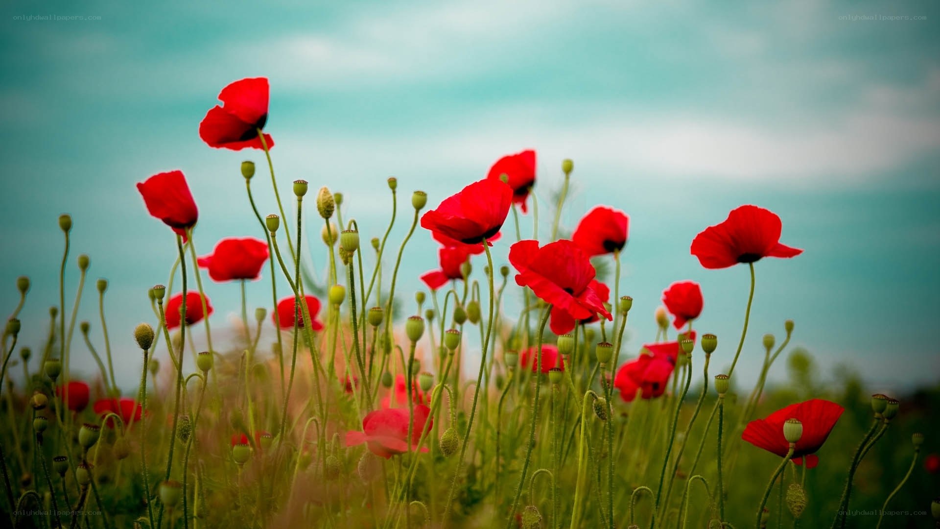 Red poppies in a field