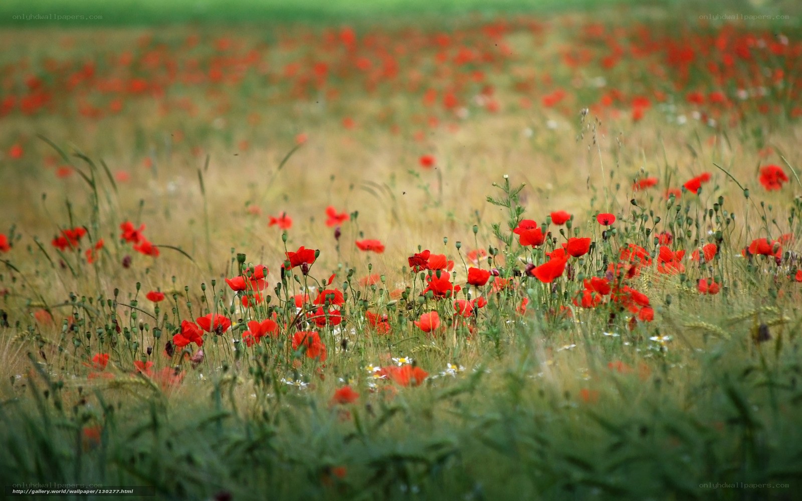 Red poppies in a field