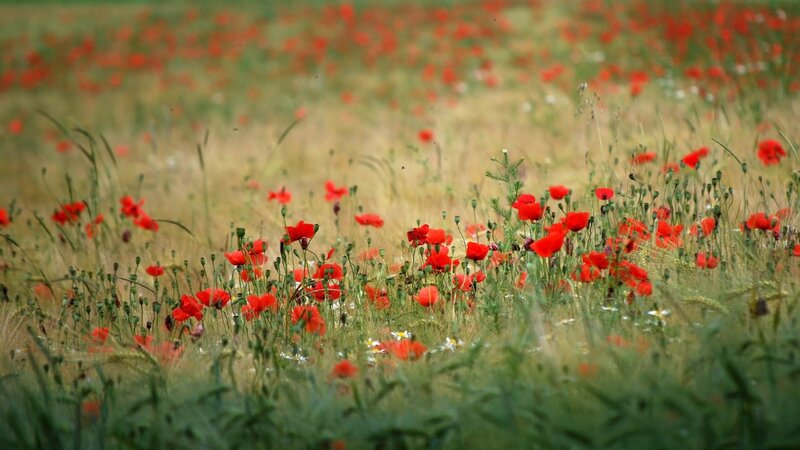 Red poppies in a field