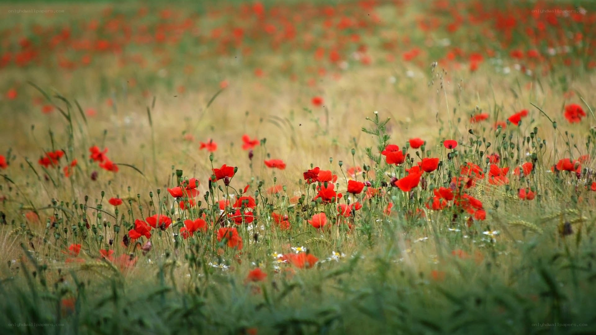 Red poppies in a field