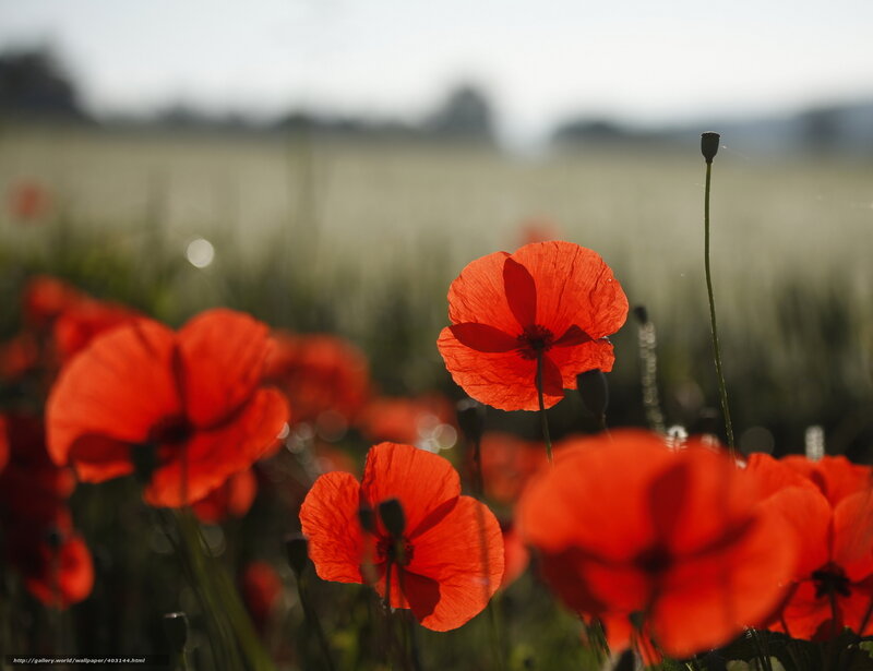 Red poppies in a field
