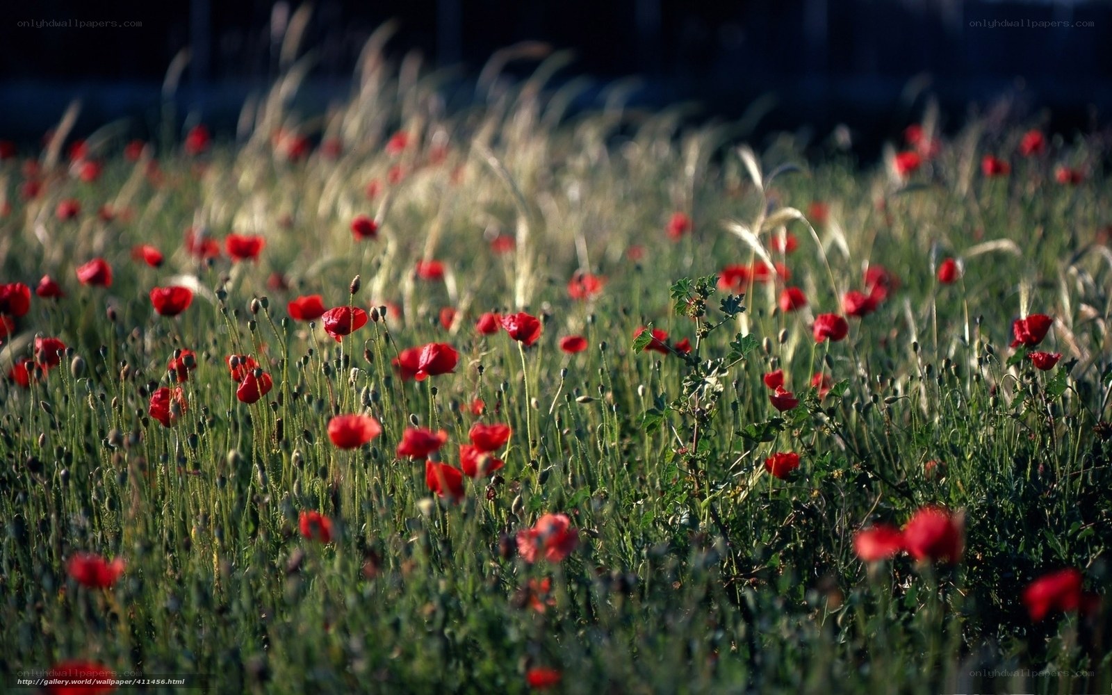 Red poppies in a field