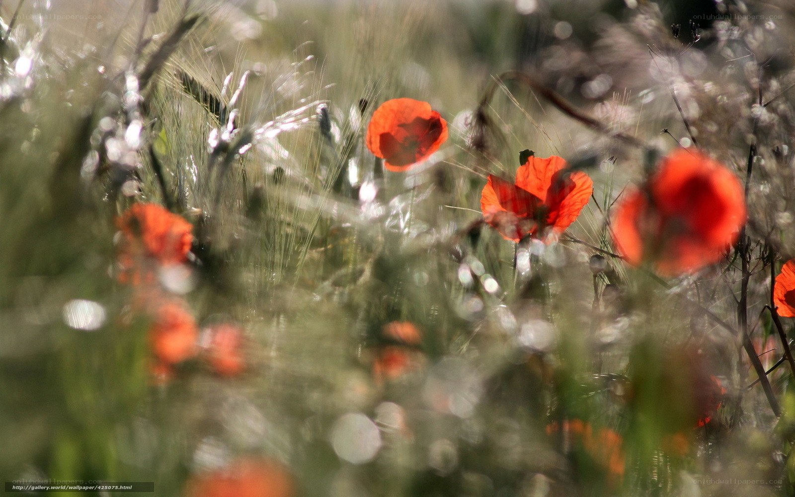 Red poppies in a field