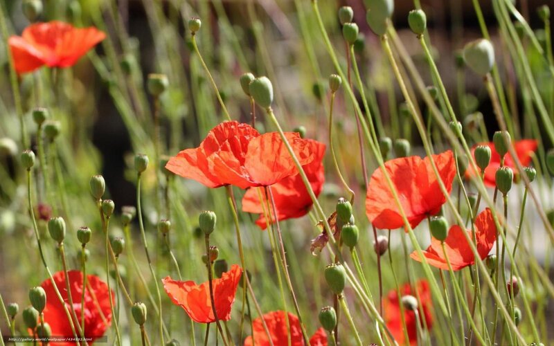 Red poppies in a field