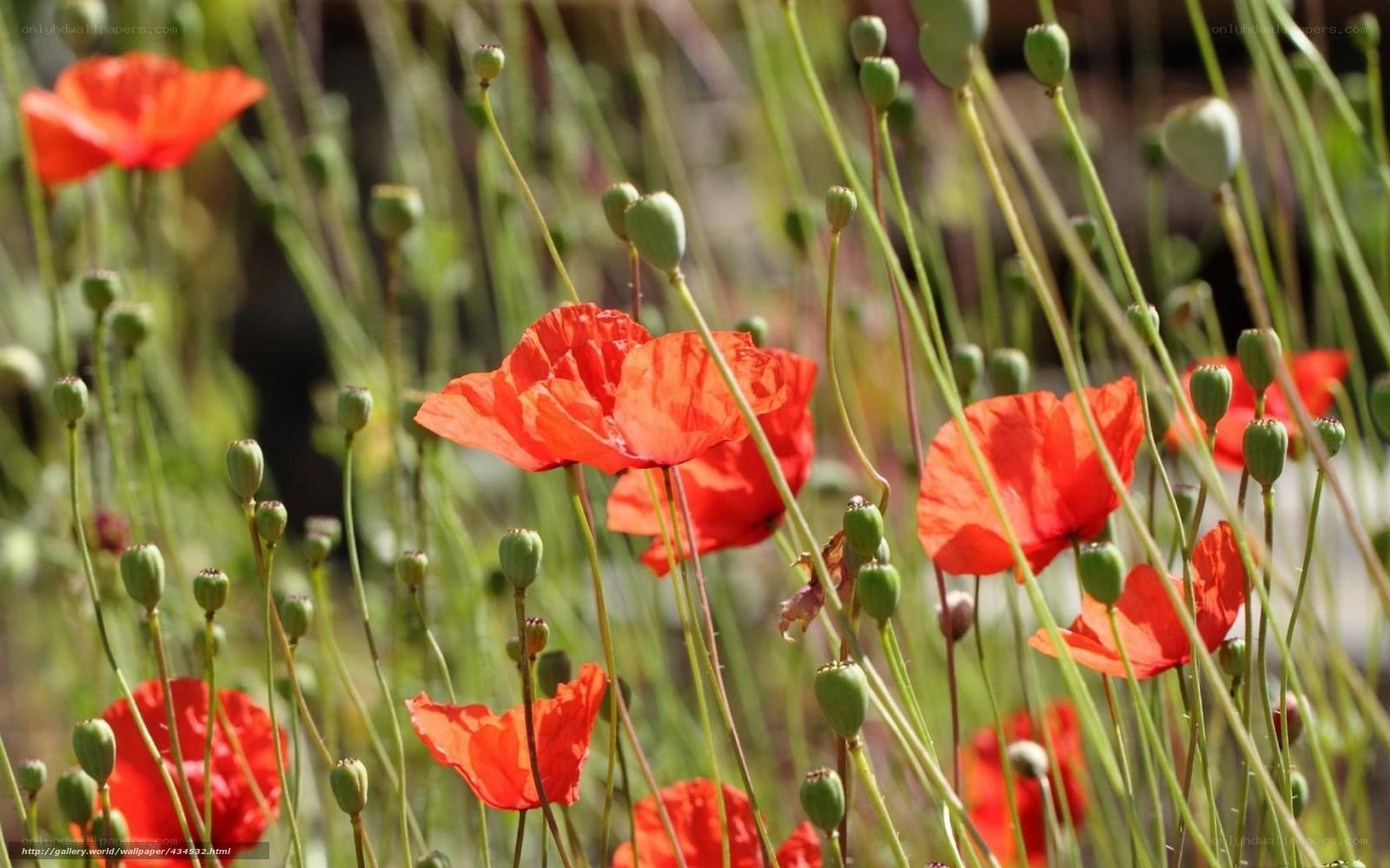 Red poppies in a field