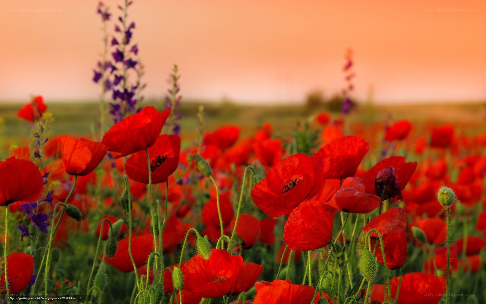 Red poppies in a field
