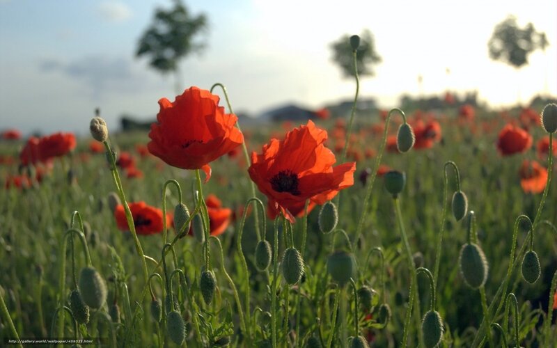 Red poppies in a field