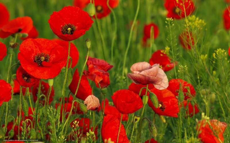 Red poppies in a field