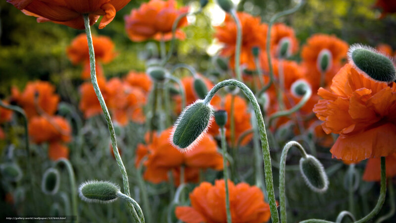 Red poppies in a field