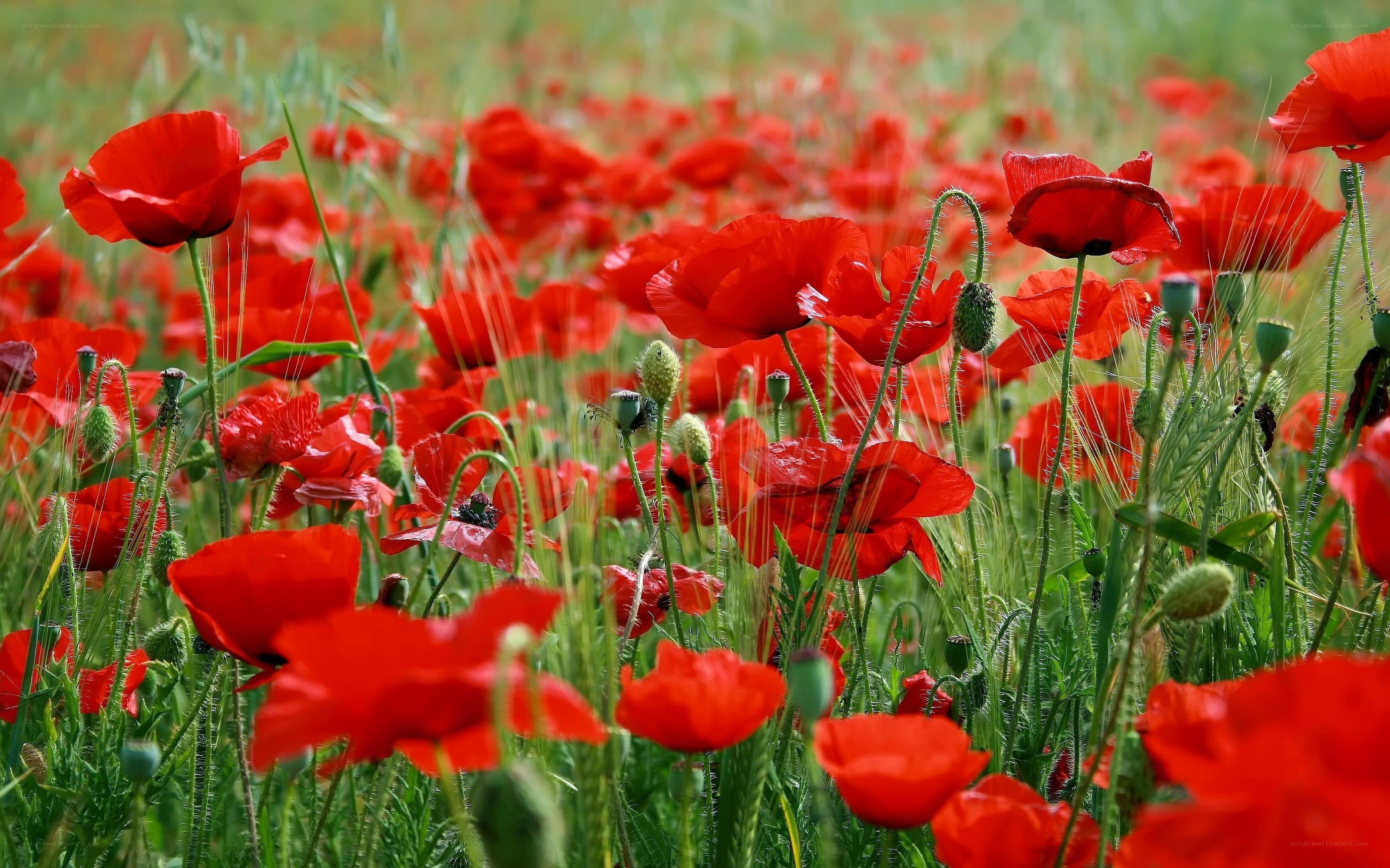 Red poppies in a field