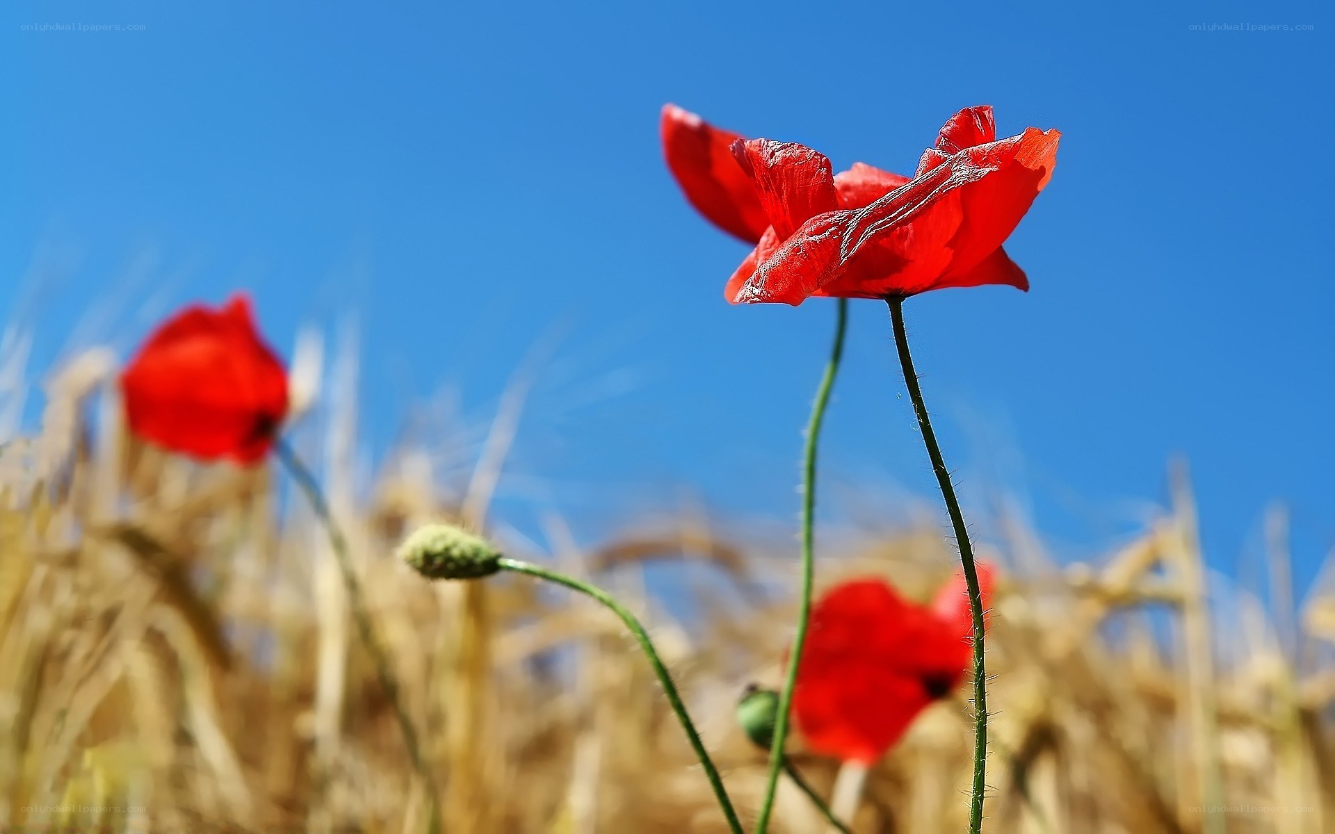 Red poppies in a field