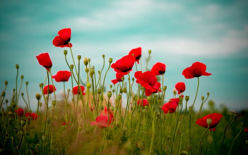 Red poppies in a field