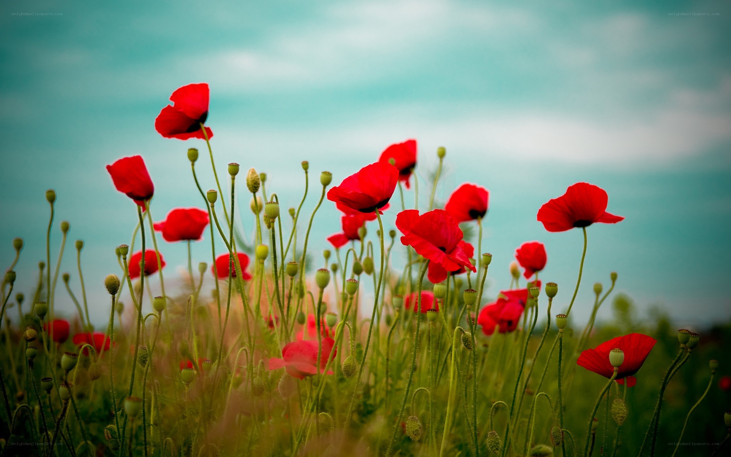 Red poppies in a field