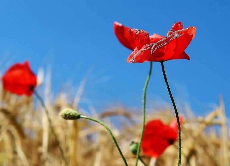 Red poppies in a field
