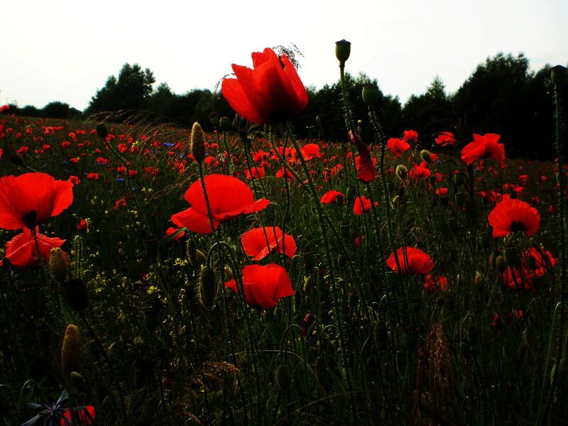 Red poppies in a field