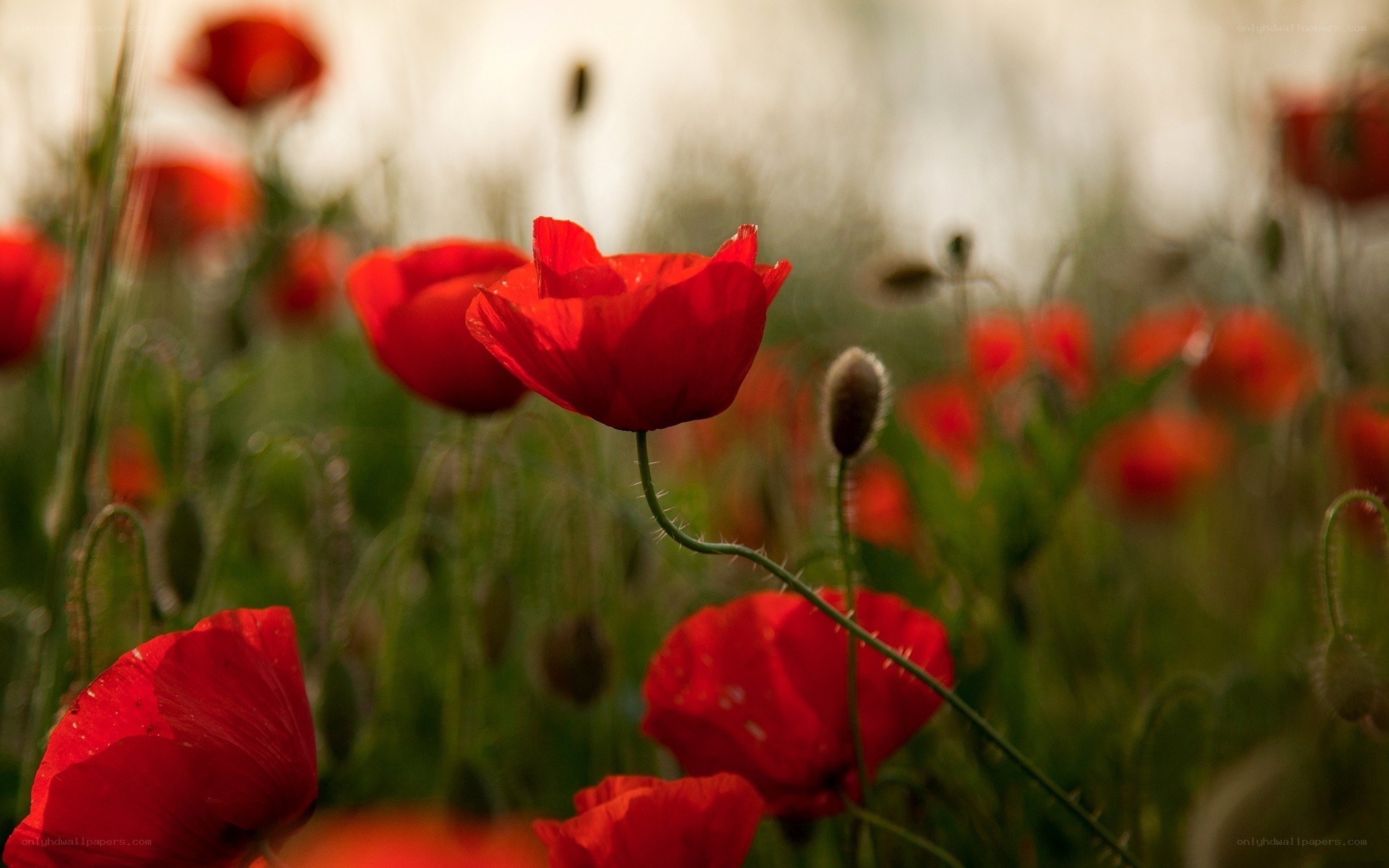 Red poppies in a field