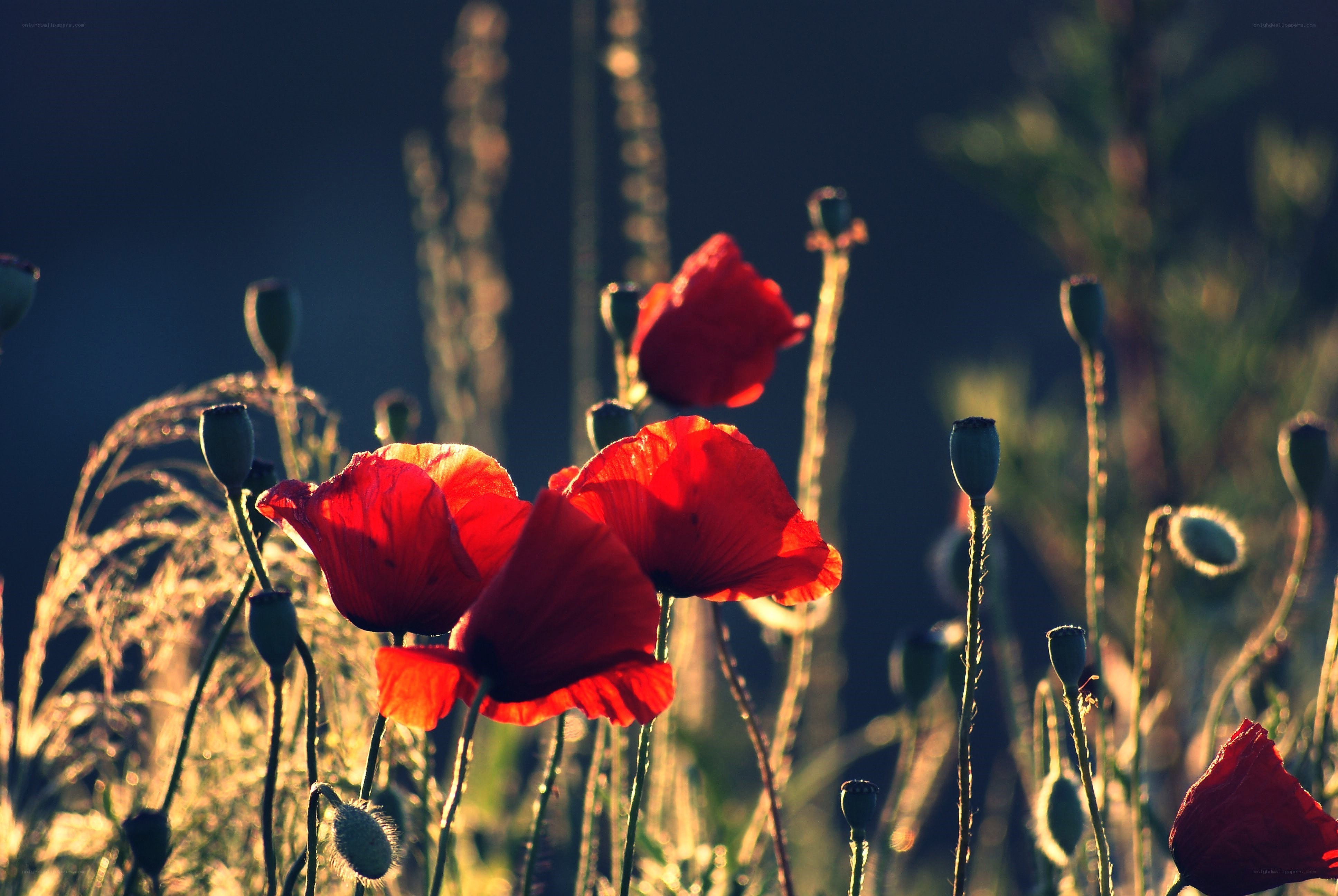 Red poppies in a field