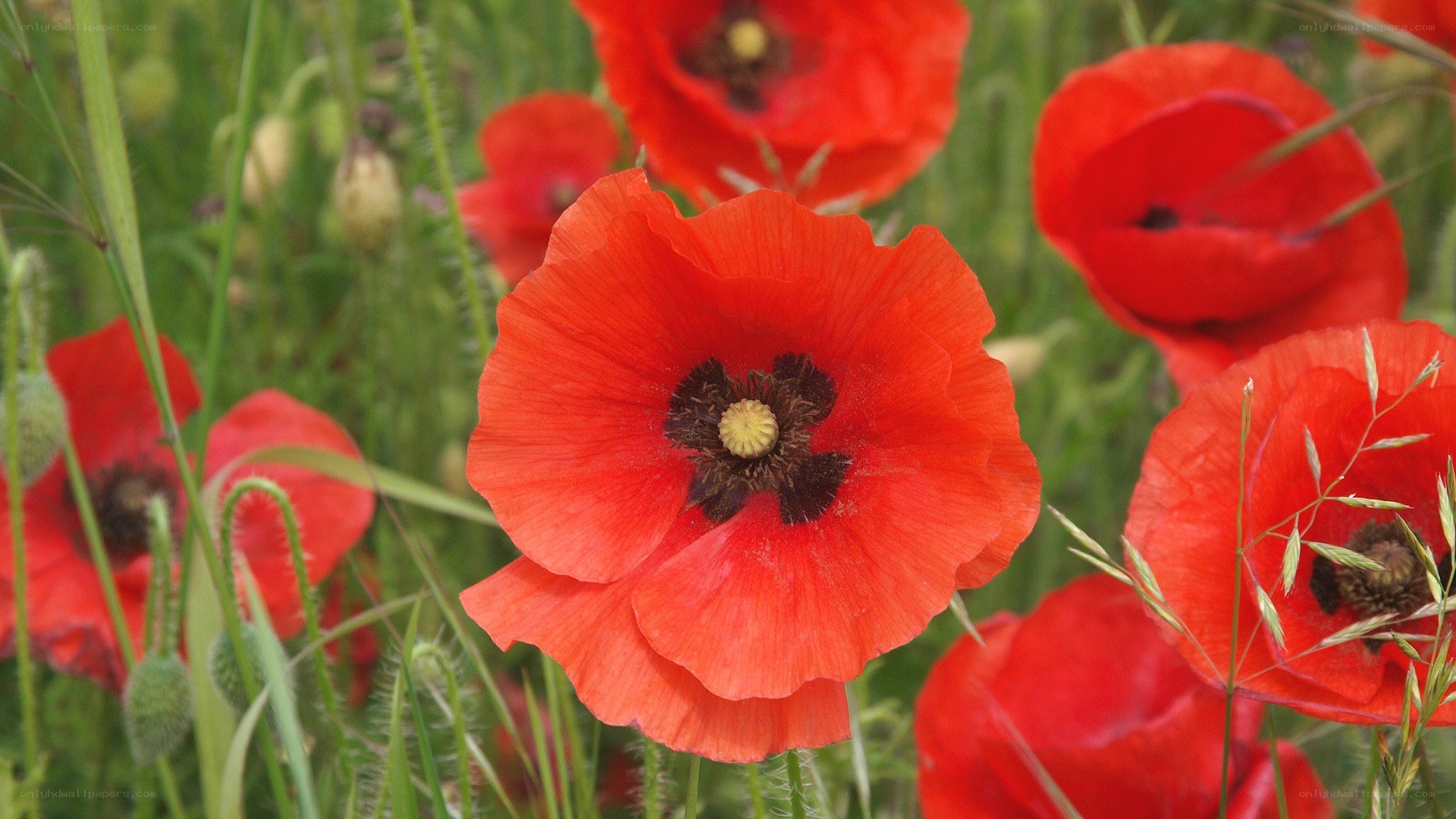 Red poppies in a field